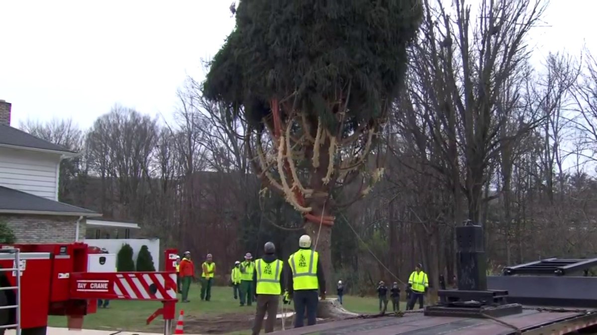 Rockefeller Center Christmas Tree cut down for journey to New York City