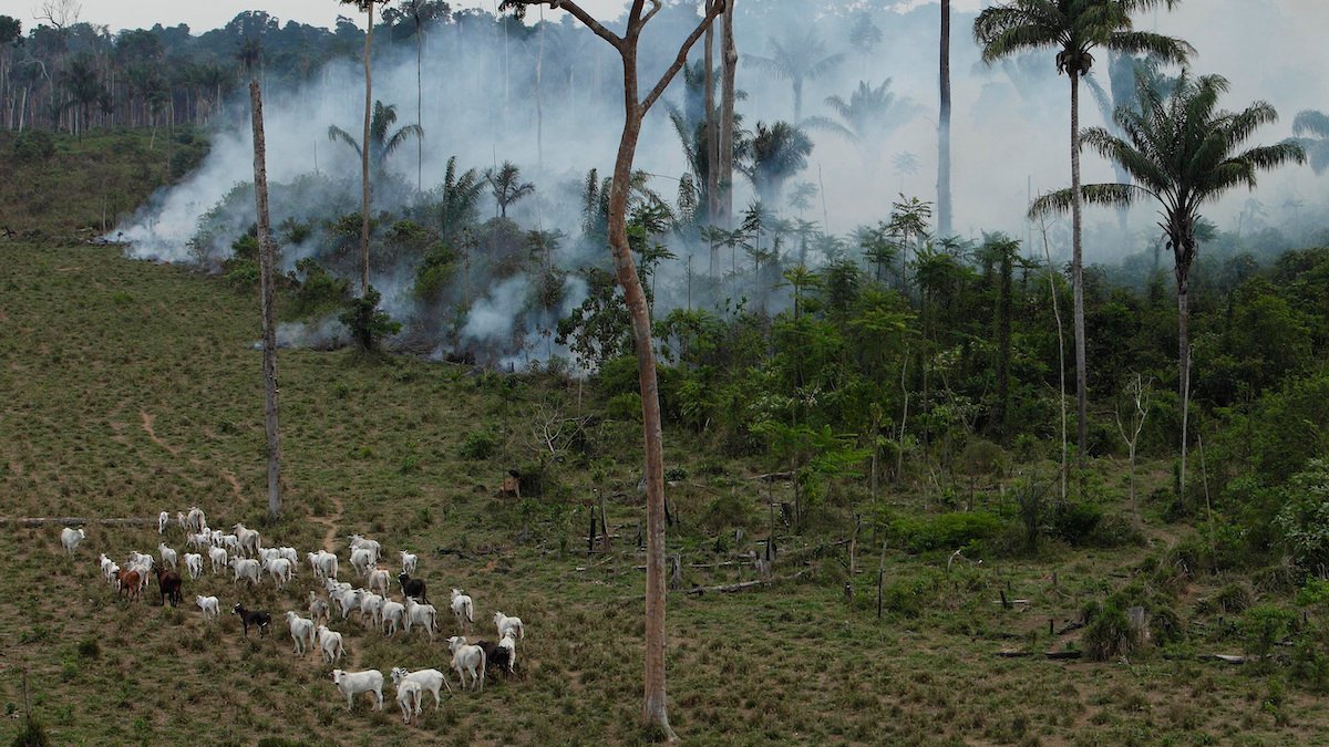 How a Utah-based beef distributor fuels amazon deforestation – NBC New York - Vimarsana News