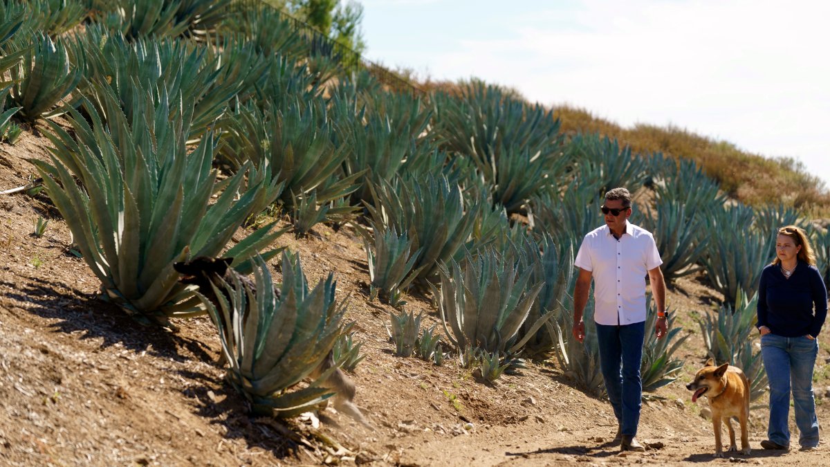 Californians farm agave to weather drought and groundwater limits – NBC New York - Vimarsana News