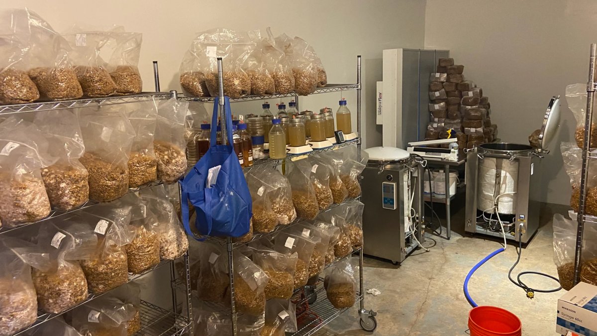 More than 8 million worth of illegal mushrooms found at Connecticut