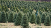 Should you buy a real or fake Christmas tree? What to consider when decorating this holiday season