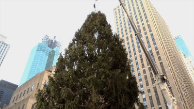 Everything to know about the 2023 Rockefeller Center Christmas Tree
