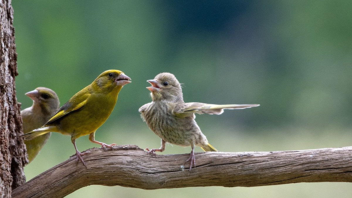 Comedy Wildlife Photography Awards 2023: See the funniest winners – NBC New York - Vimarsana News