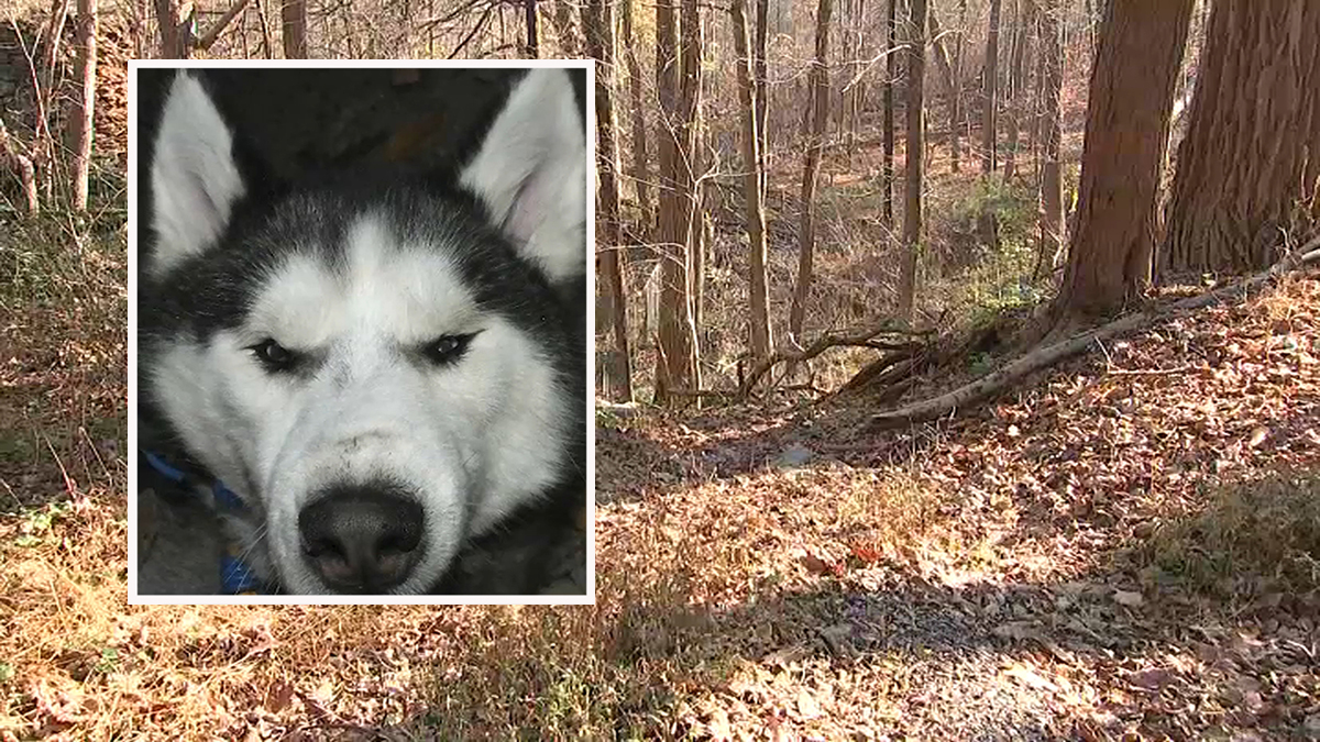 Found sales siberian husky