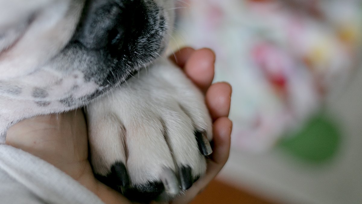 NY: Vet tech in Putnam County found guilty of stealing life-saving cancer drugs from pets – NBC New York - Vimarsana News