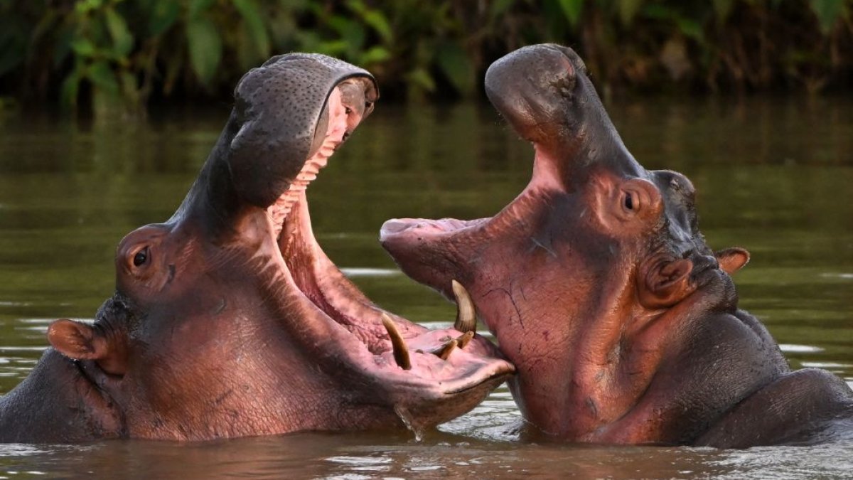 Colombia’s hippos declared invasive species, face possible euthanasia ...