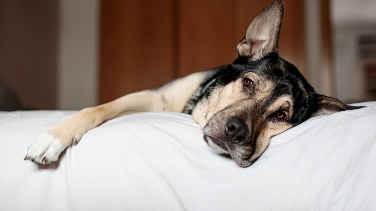 Pet safety tips for the holiday season – NBC New York - Vimarsana News