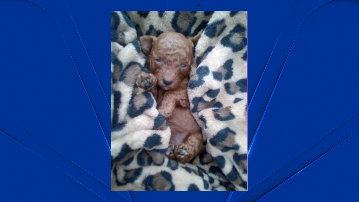 Poodle Puppies Stolen From Bronx