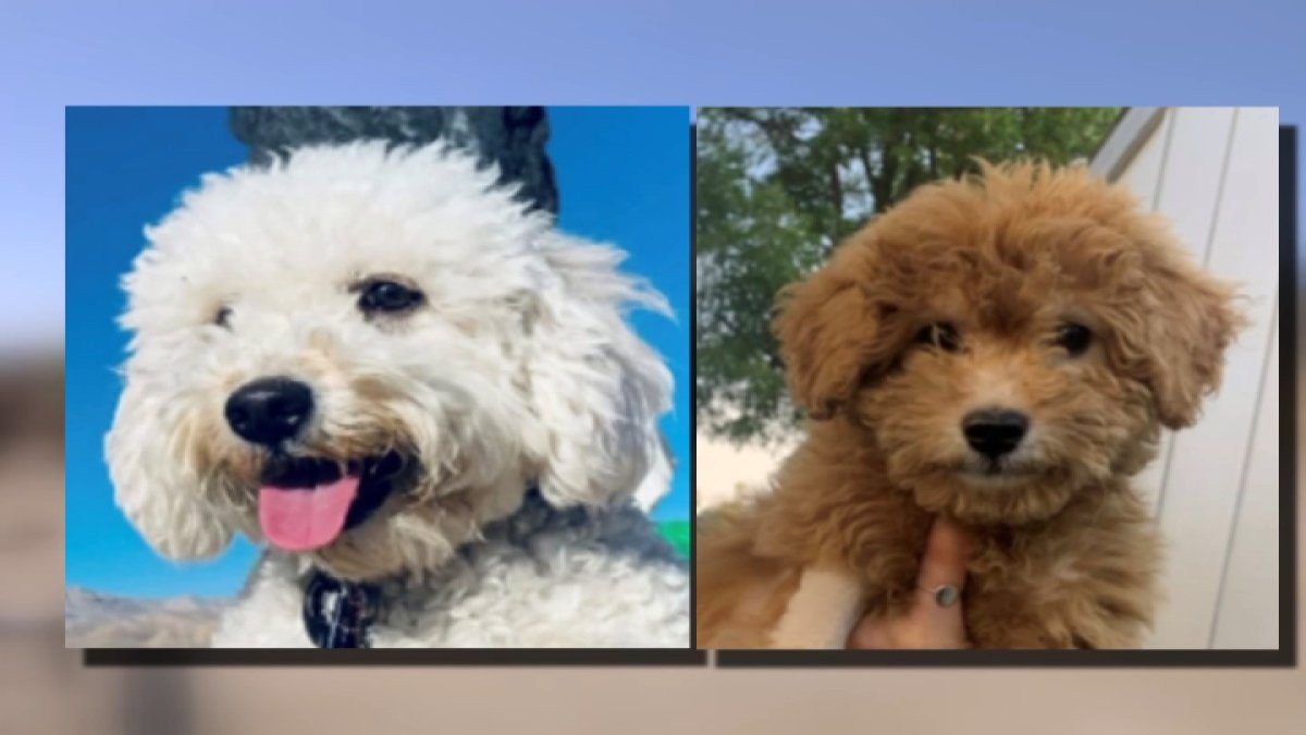 Inland Empire family accused of selling sick puppies – NBC New York - Vimarsana News
