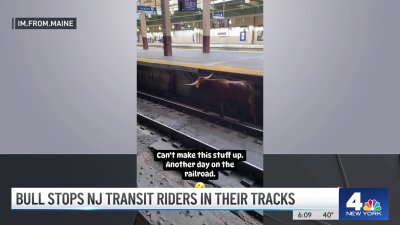 No Bull! Bovine stops NJ Transit riders in the tracks in Newark on Thursday