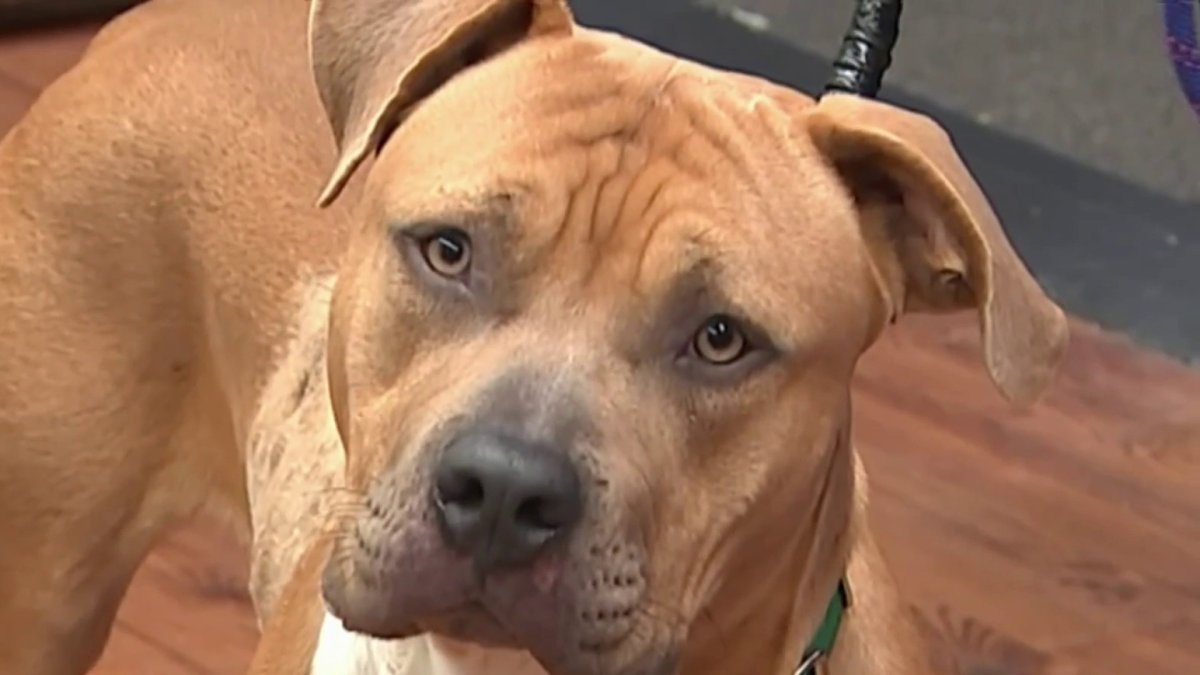 $5,000 reward offered after dog found stabbed 17 times on Long Island ...