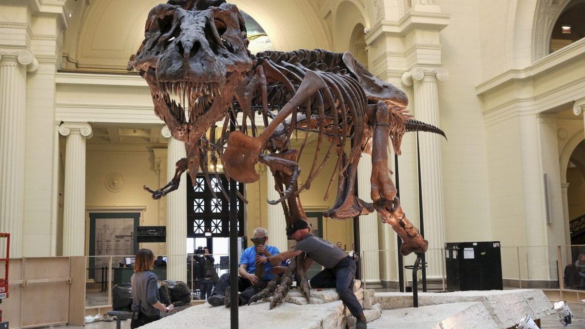 Sue the T-rex: Who inherits what's left from $7.6-million dinosaur skeleton sale? – NBC New York - Vimarsana News