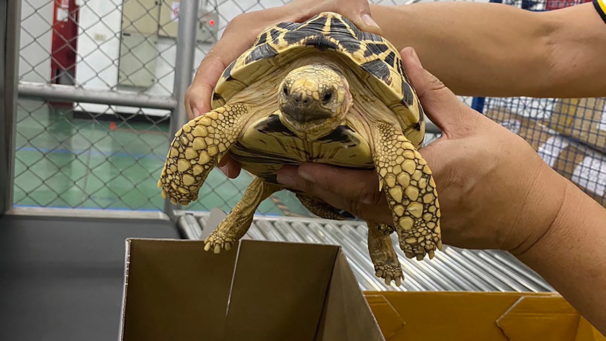 Police seize hundreds of animals during trafficking stings worldwide: Interpol – NBC New York - Vimarsana News