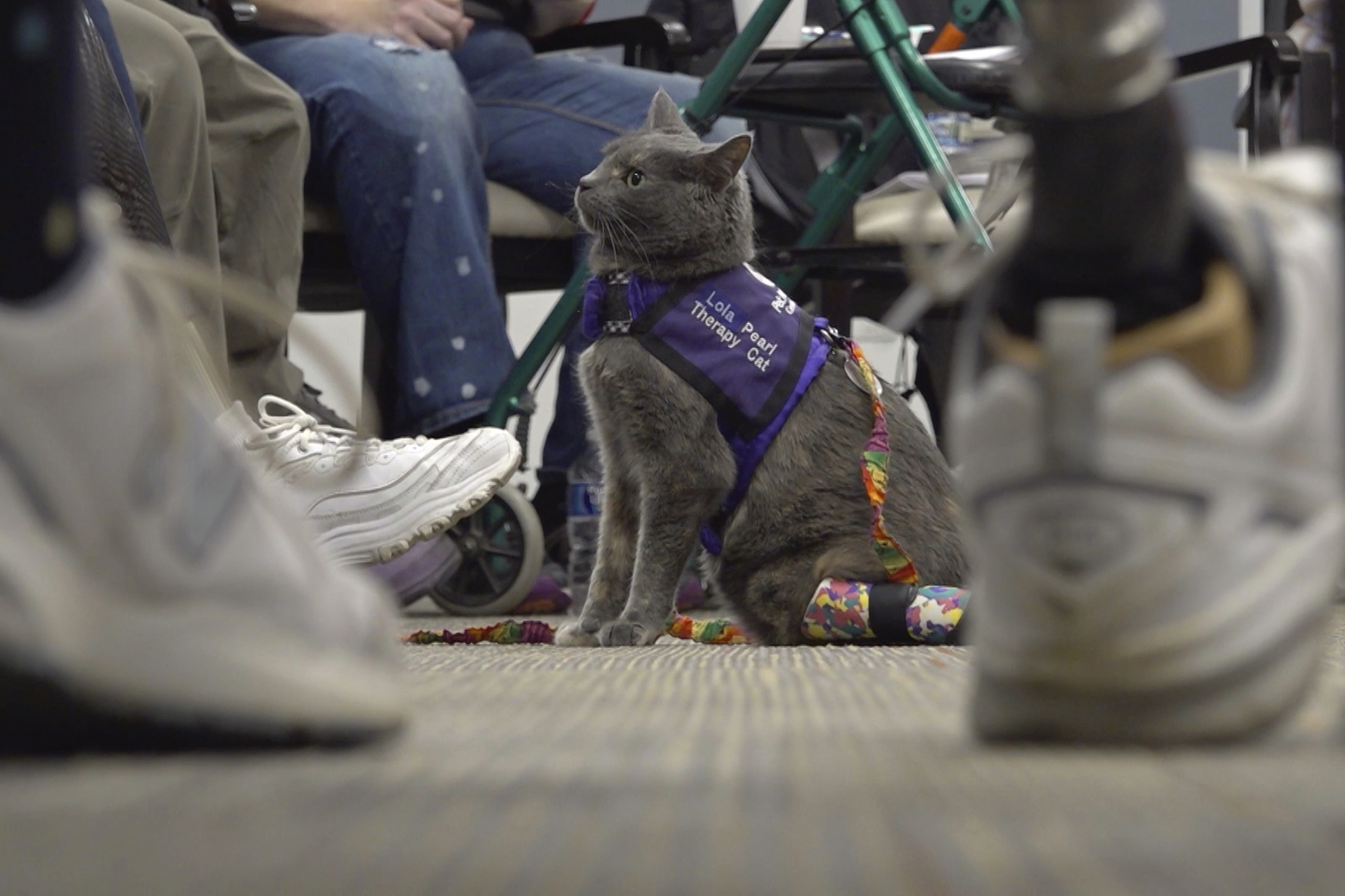 Cat and owner share amputee journey; help others through animal therapy – NBC New York - Vimarsana News