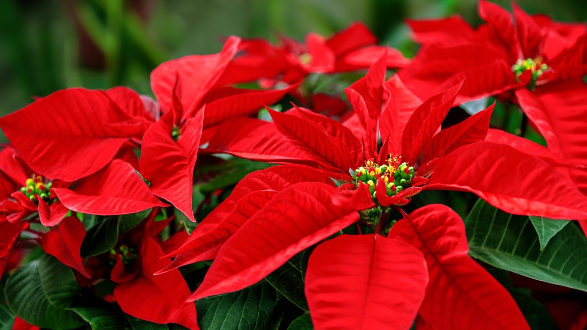 The poinsettia's name and origins get newfound attention – NBC New York - Vimarsana News