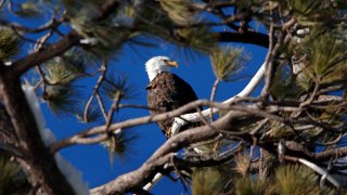 Picture of Bald Eagle.