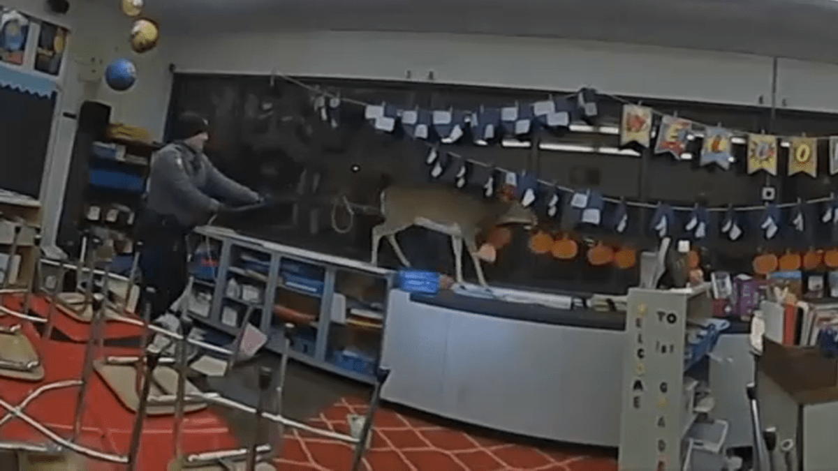 Toms River school gets surprise visit from wild deer What the video NBC New York