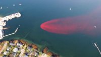 Red shores? If you saw pink water on Long Island, it's probably not what you think