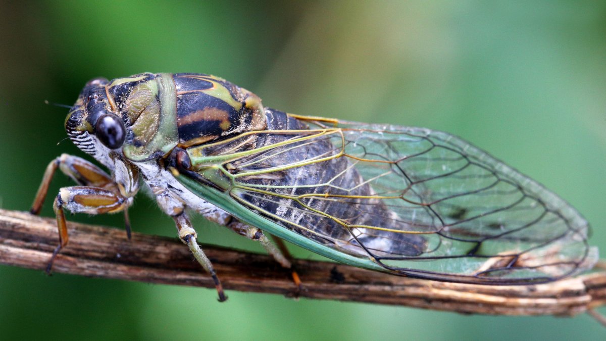 Billions of cicadas will emerge in the US this year in a rare double