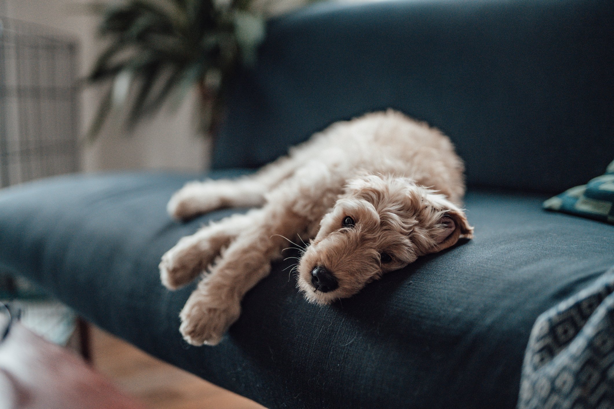 Purina says its pet food is safe as allegations about sick animals multiply on social media - Vimarsana News