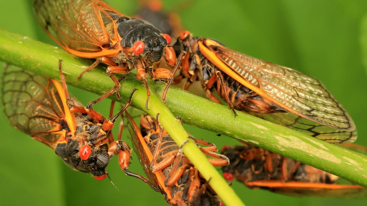 Cicadas 2024 Where will bugs emerge this summer, and what will be
