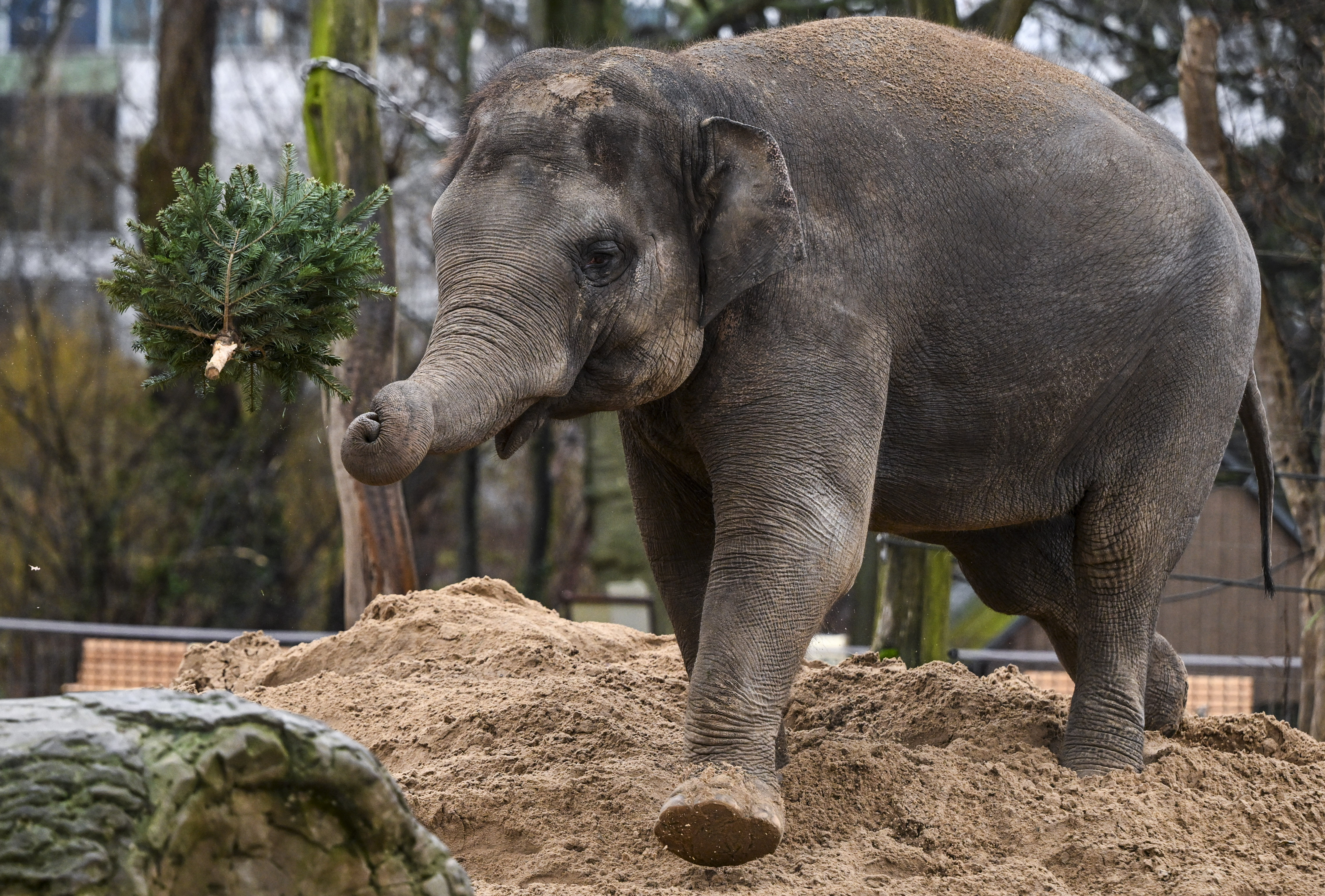 Unsold Christmas trees fed to elephants and bison at Berlin zoo NBC