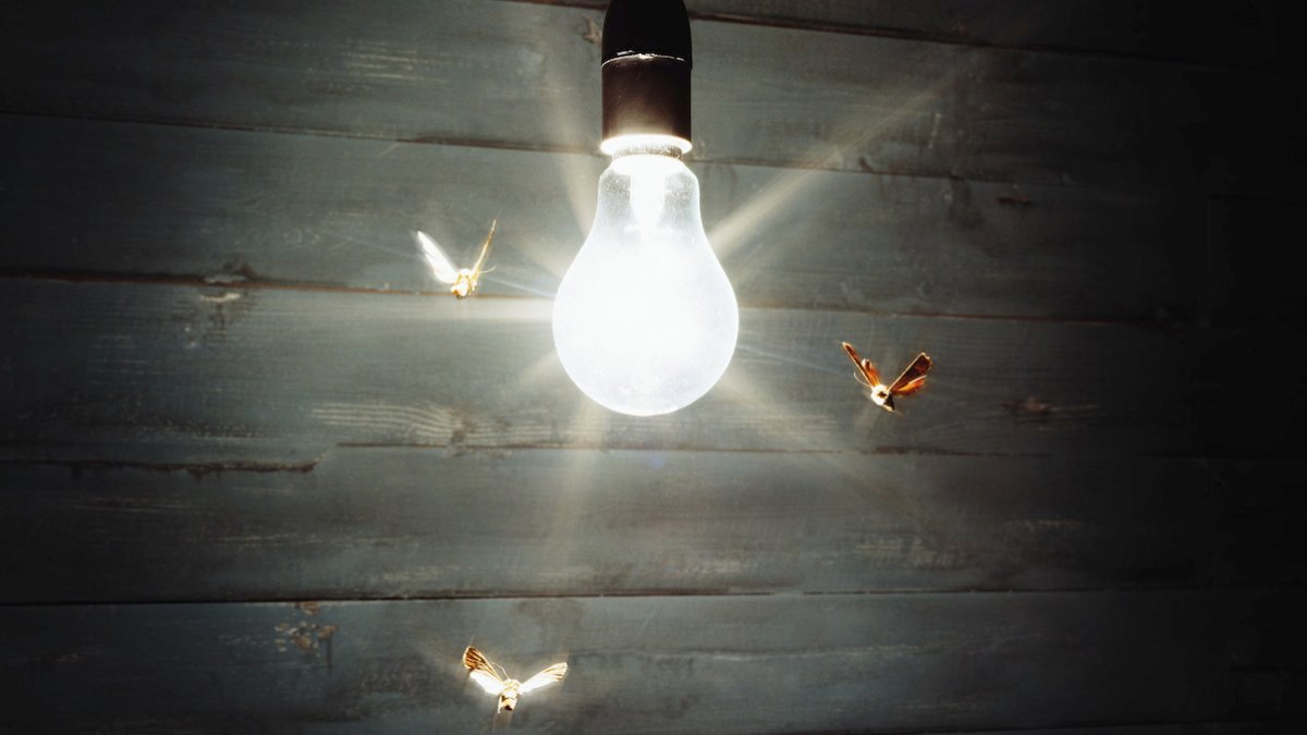 Why are insects attracted to lights? – NBC New York - Vimarsana News