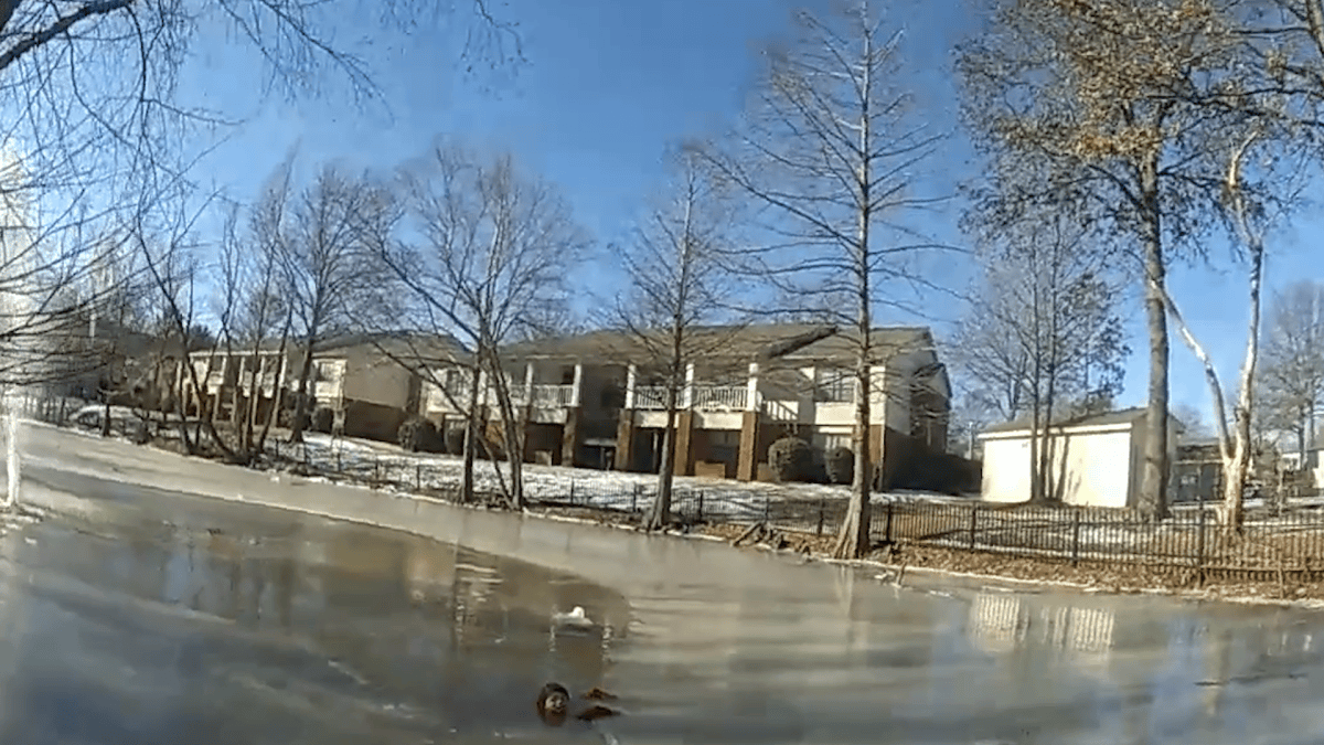 Watch: Arkansas police officer rescues child from frozen pond – NBC New ...
