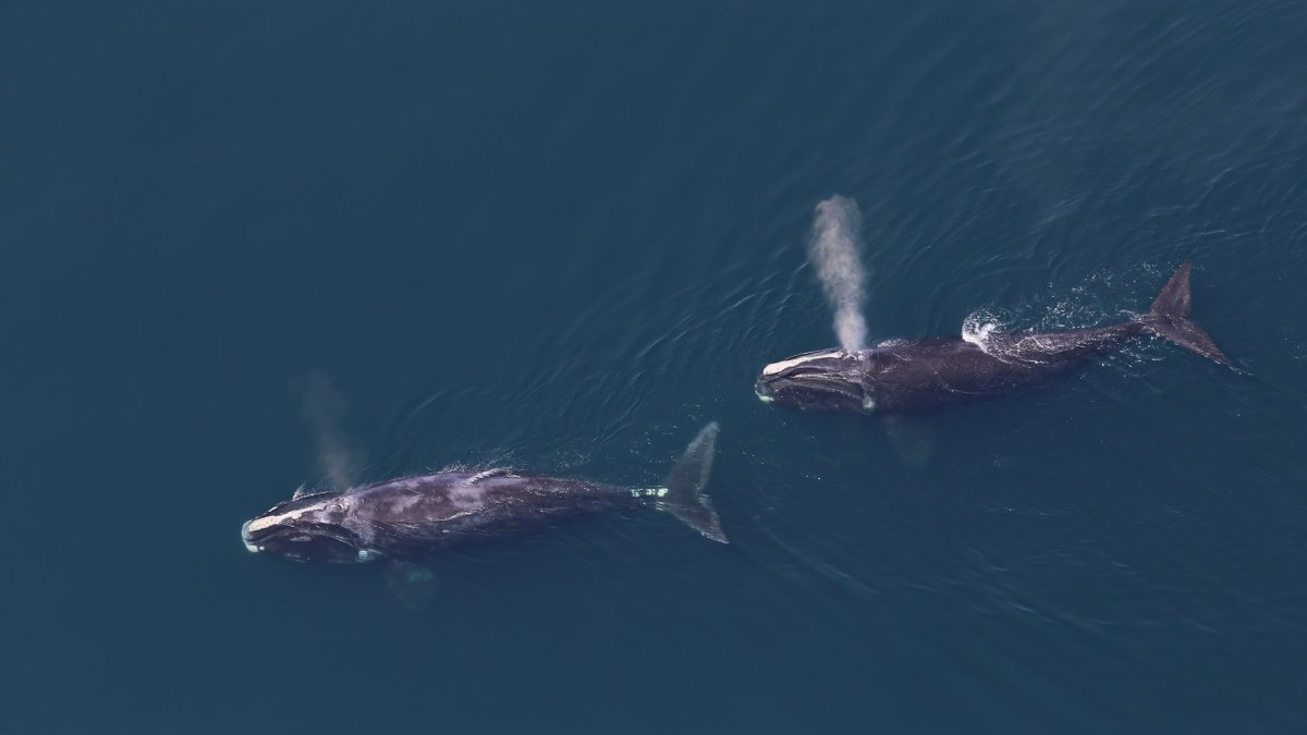 U.S. sets plans to use A.I. to protect endangered whales near offshore wind farms – NBC New York - Vimarsana News