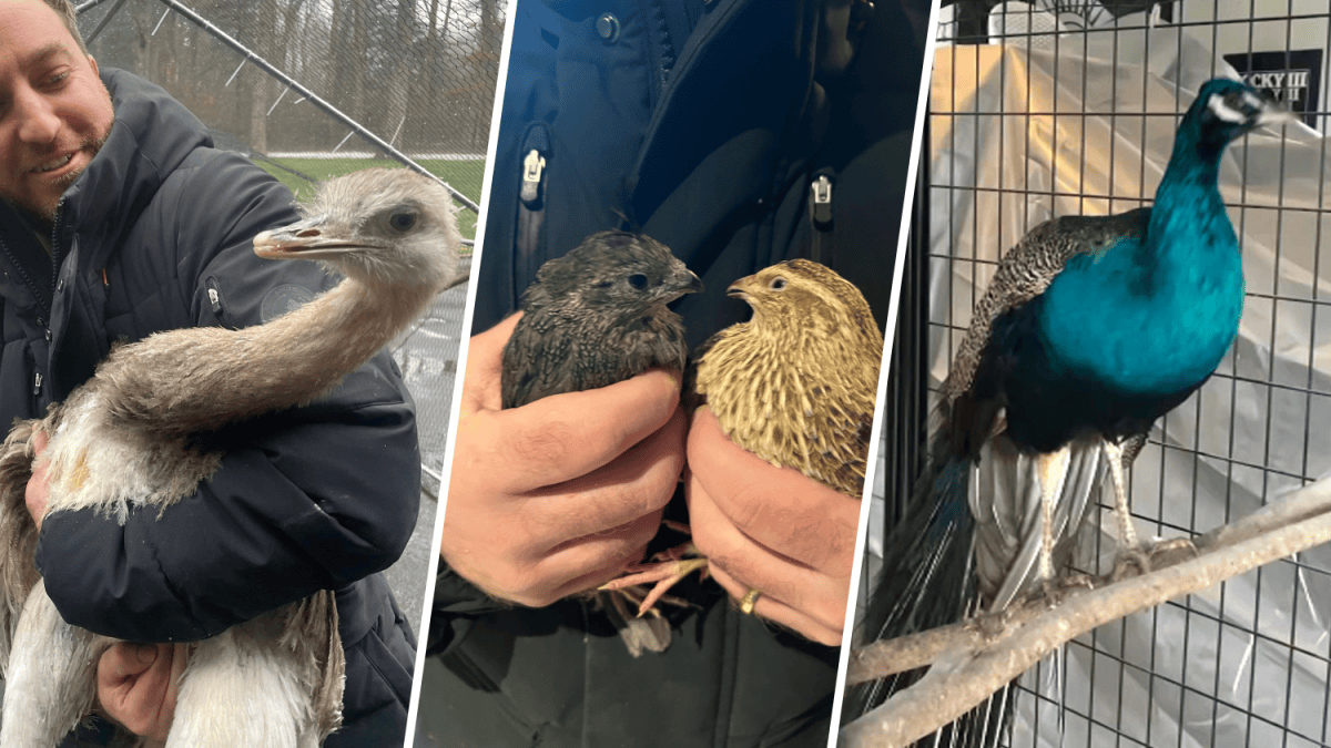 Long Island animal hoarding: Ostrich, endangered salamander among 100 ...