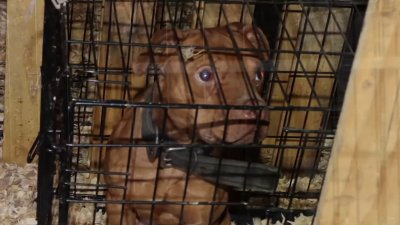 Suspected dog-fighting ring busted in New Jersey