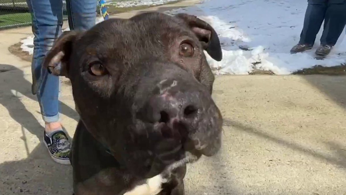 After rescued from an NJ dogfighting ring, rescuers hope to give these ...