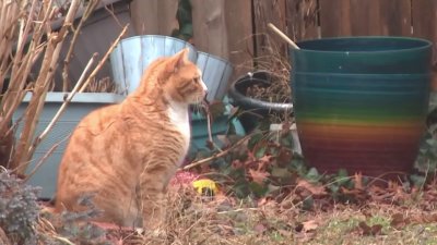 Long Island town proposes ban on feeding feral cats