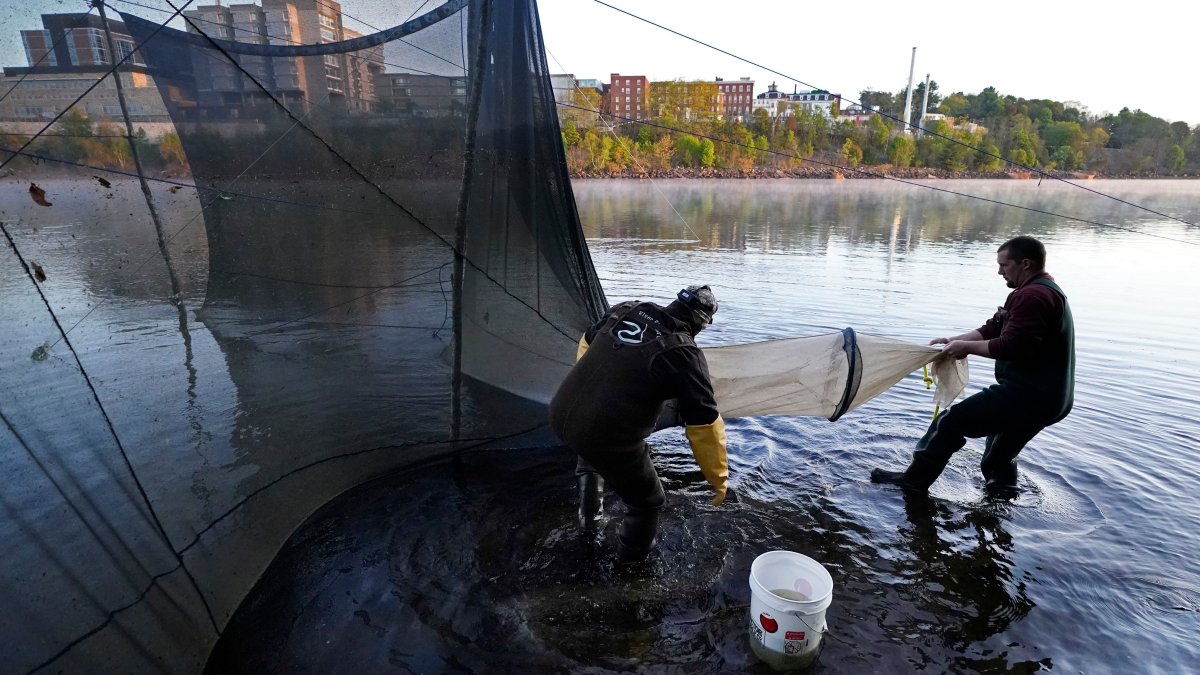 Fishing regulators say no to catching baby eels – NBC New York - Vimarsana News