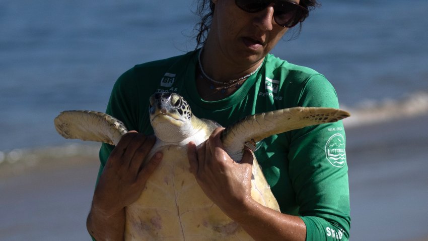 A volunteer carries a Green Sea Turtle.