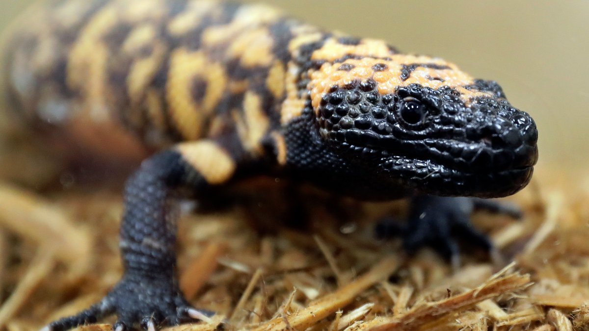 Colorado man dead after pet Gila monster bite – NBC New York - Vimarsana News