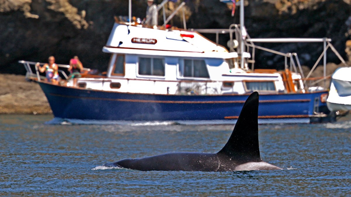 Coast Guard launch boat alert program to protect whales in Seattle – NBC New York - Vimarsana News