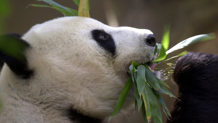 FILE – Bai Yun, the mother of newly named panda cub, Mei Sheng, gets a mouthful of bamboo during the cub’s first day on display at the San Diego Zoo on Dec. 17, 2003. China is working on sending a new pair of giant pandas to the San Diego Zoo, renewing its longstanding gesture of friendship toward the United States after nearly all the iconic bears in the U.S. were returned to the Asian country in recent years amid rocky relations between the two nations. San Diego sent back its last pandas to China in 2019. (AP Photo/Lenny Ignelzi,File)