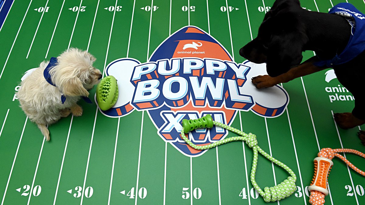 ‘Puppy Bowl’ turns 20 this year – NBC New York