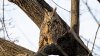 Celebrity owl Flaco dies a year after becoming beloved by NYC for zoo escape