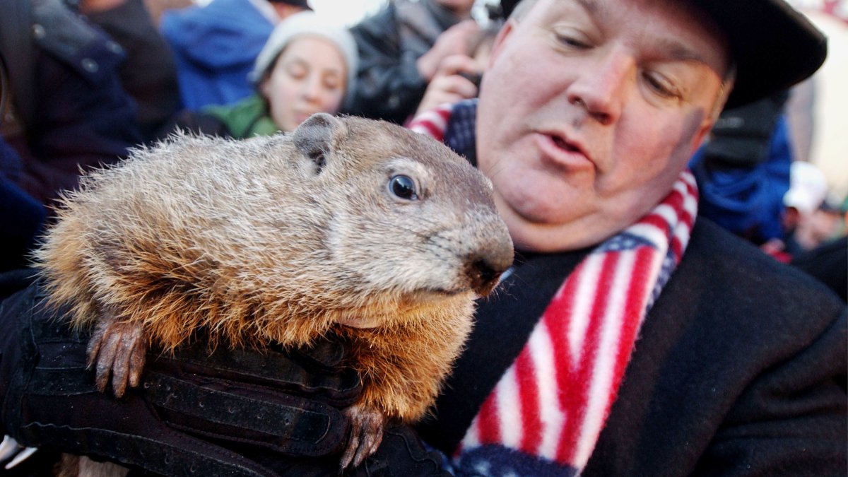 Punxsutawney Phil could blame climate change if he gets it wrong NBC