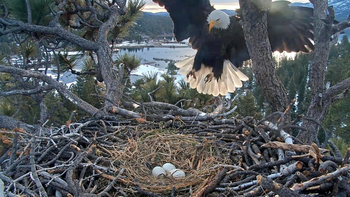 Pip Watch begins for Big Bear eagles NBC New York