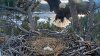 Hatch watch: Live cam on Big Bear bald eagles' nest draws viewers from around the world