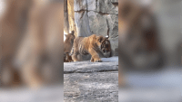 En video: raros tigres trillizos salen por primera vez al público en zoológico de Florida