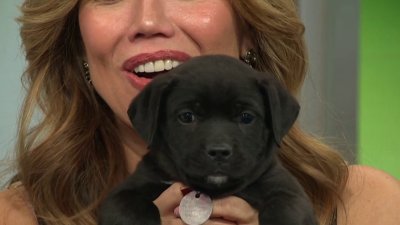 It's a great time to adopt from North Shore Animal League America