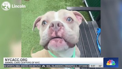 Clear the Shelters: Meet Arnold, Lincoln & Whiskey