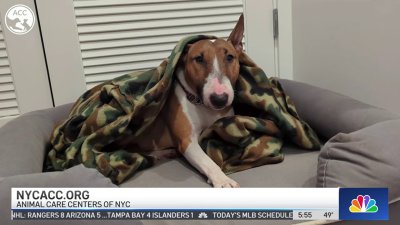 Clear the Shelters: Spring safety tips for pets