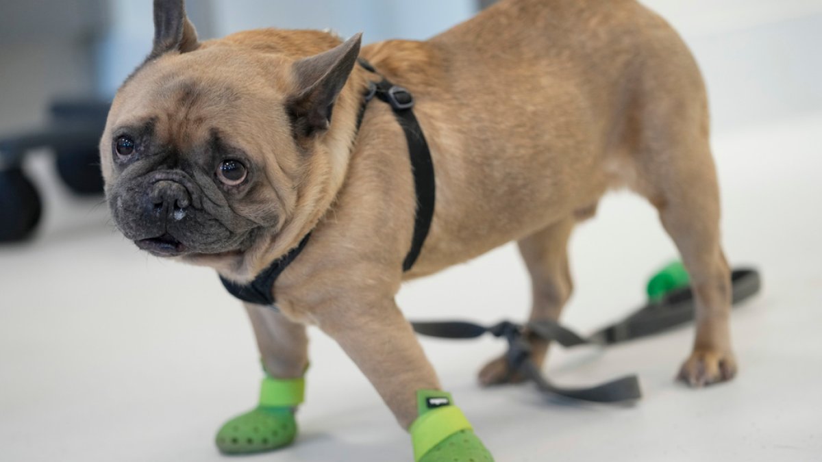Manhattan animal hospital logged nearly 60,000 cases last year – NBC New York