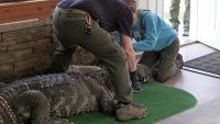 Ailing alligator kept illegally in NY home's swimming pool is seized by authorities