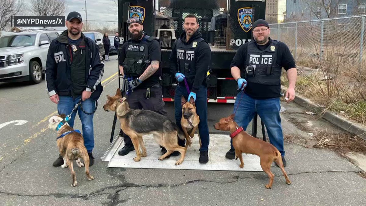 Dogs and cats found living in filthy conditions in Rockaway home – NBC New York